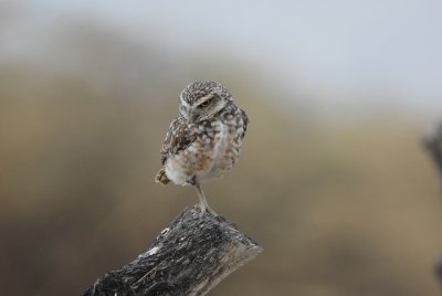 Burrowing Owl