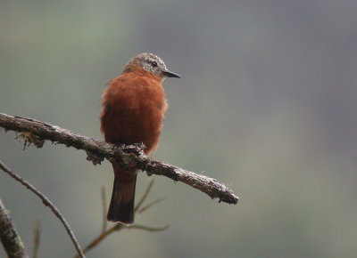 Cliff Flycatcher