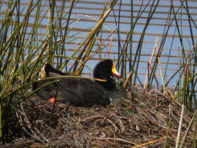 Giant Coot on nest