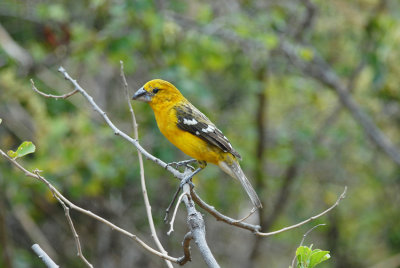 Southern Yellow-Grosbeak