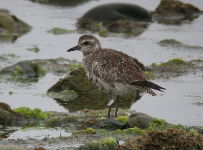 Gray Plover