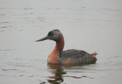 Grebes and Ducks