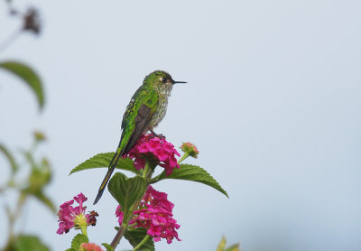 Green-tailed Trainbearer