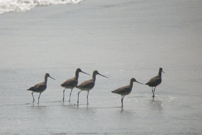 Hudsonian Godwit