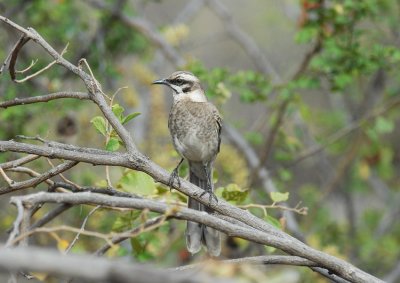 Long-tailed Mockingbird2