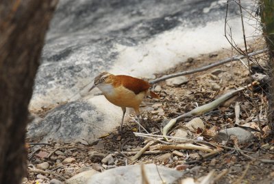 Pacific Hornero