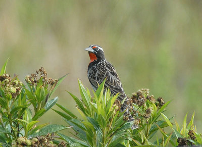 Peruvian Meadowlark