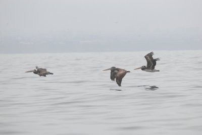 Peruvian Pelican3