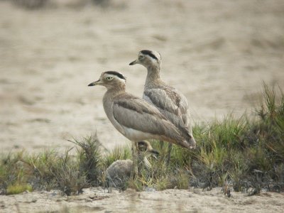 Peruvian Thickknee