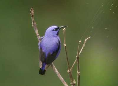 Purple Honeycreeper