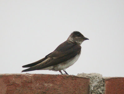 Purple Martin