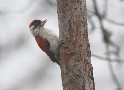 Scarlet-backed Woodpecker2