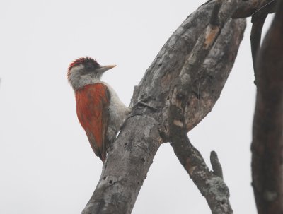 Scarlet-backed Woodpecker3