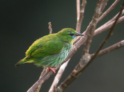 Short-billed Honeycreeper3