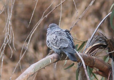 Spot-winged Pigeon