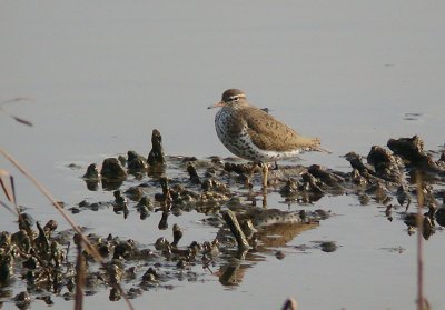 Spotted Sandpiper