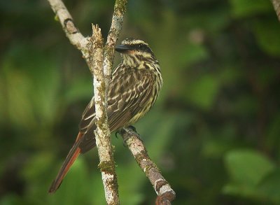 Streaked Flycatcher