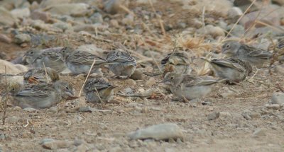 Sulphur-throated Finch