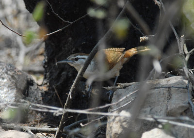 Superciliated Wren