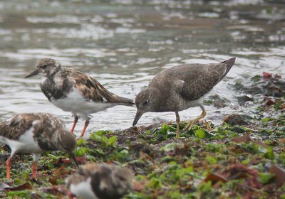 Surfbird