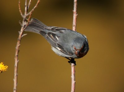 Tamarugo Conebill3