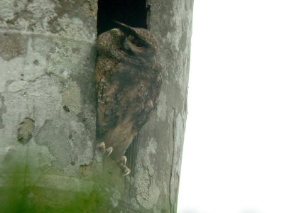 Tawny-bellied Screech-Owl2