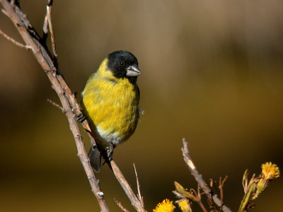 Thick-billed Siskin