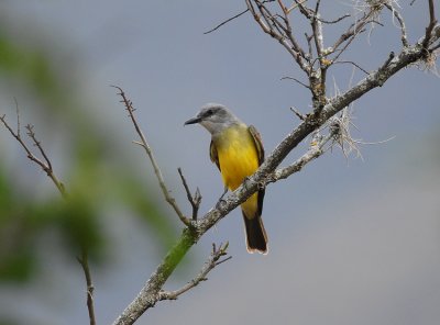 Tropical Kingbird