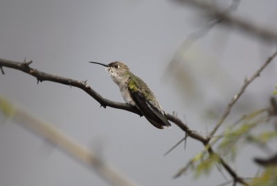 Tumbes Hummingbird