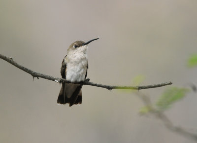 Tumbes Hummingbird2