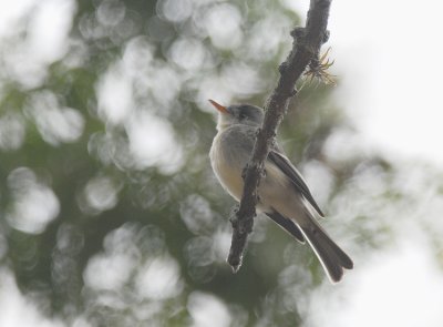 Tumbes Pewee