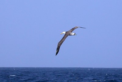 Waved Albatross