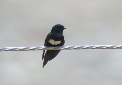 White-banded Swallow