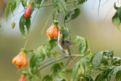 White-bellied Hummingbird