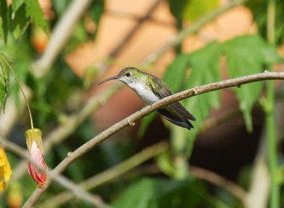 White-bellied Hummingbird3