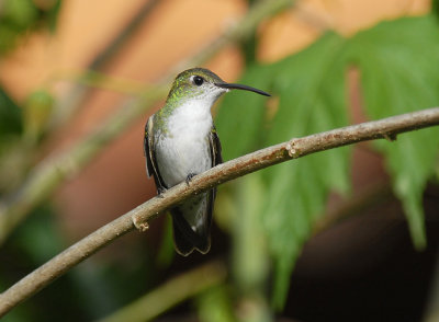 White-bellied Hummingbird4