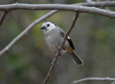 White-headed Brush-Finch