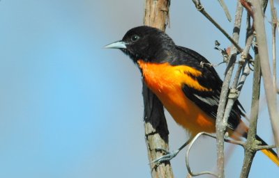 oriole de Baltimore