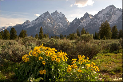 Flowers of the Grand Tetons