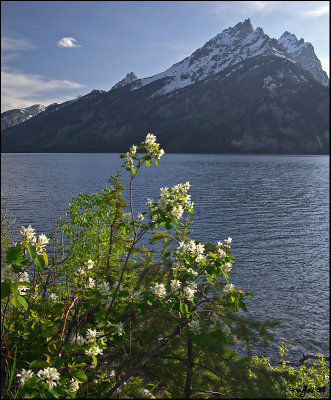 Flowers of the Grand Tetons