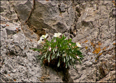 Rock Bouquet