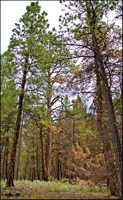 Hiking the Gates