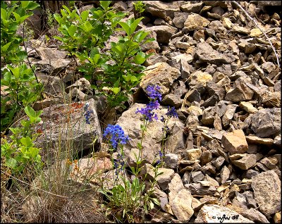 Flowers of the Gates