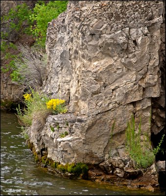 Flowers of the Gates