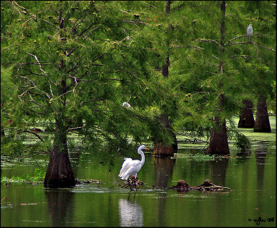 Great White Egret