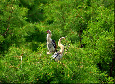 Young Anhinga - American Darter