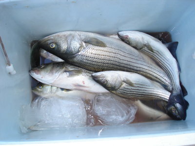 7/25/2008 -Naugal Family Charter - Mixed Box with Blues & Stripers