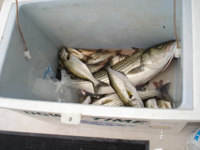8/2/2008 Fishing Report
