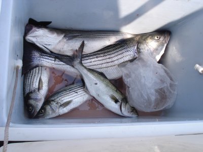 6/17/2008 Johnson Charter - Box Limit