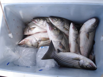 6/29/2008 - White Charter - limited out with nice Box of Stripers